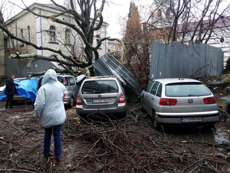 Опасни дървета се стовариха върху коли на паркинг