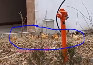 На неочаквана гледка станаха свидетели пловдивчани В квартал Кючук Париж