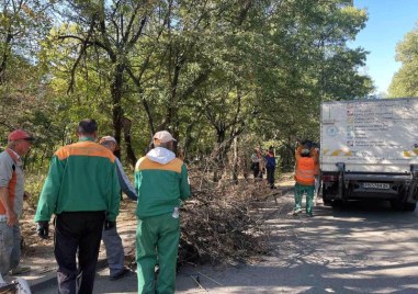 Служители на Градини и паркове започнаха да премахват изсъхнали дървета