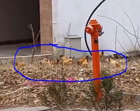 Кокошки се разходиха из 