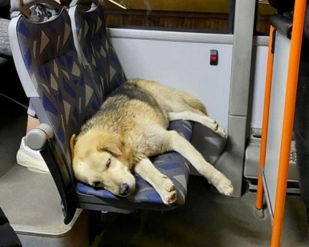 Необичаен пътник се повози в тролей