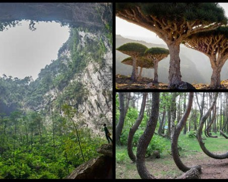 Някои от най-уникалните гори в света