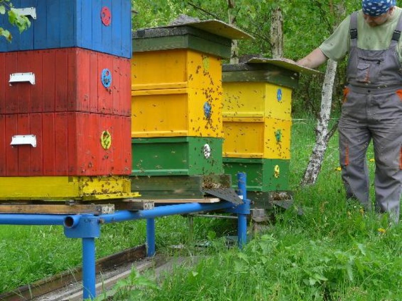 Все повече пчелари у нас се налага да разпродават бизнеса