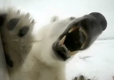 Бяла мечка уби жена и момче в Аляска съобщи Би Би Си
