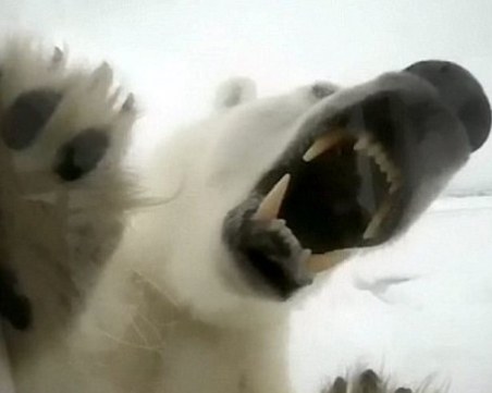 Бяла мечка се развилня в град в Аляска, уби жена и момче