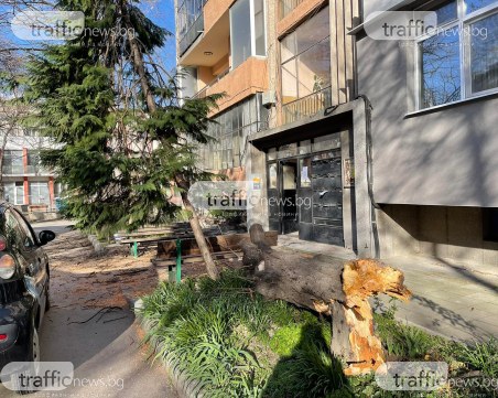 Дърво се стовари върху четири деца в центъра на Пловдив