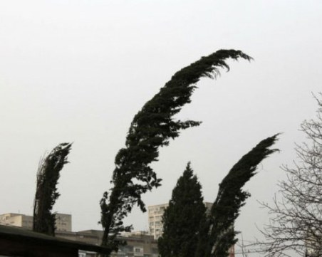 Заради силен вятър в Пловдив: Общината предупреждава за повишено внимание