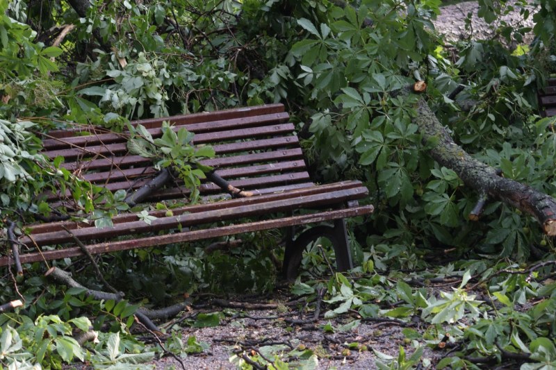 Огромно дърво се стовари върху четири деца на пейка в