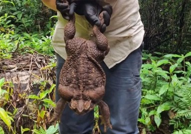 Огромна жаба по тежка от някои новородени човешки бебета е открита