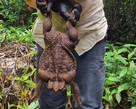 Откриха рекордно голяма жаба в Австралия