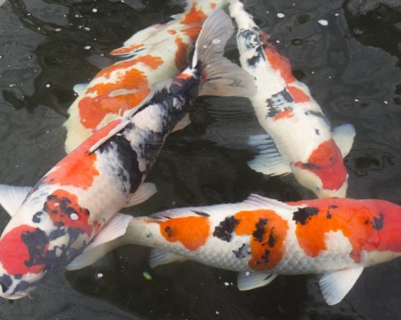 Разкриха нарколаборатория, скрита под басейн за японски шаран