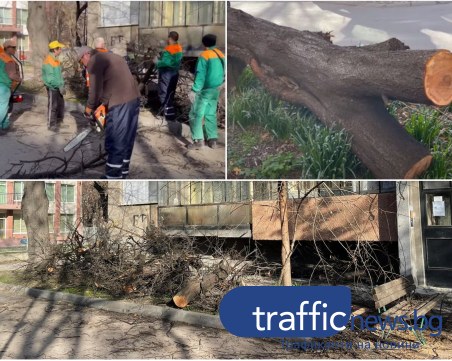 След сериозния инцидент с дърво в Пловдив: Ще има ли по-мащабни фитосанитарни оценки?