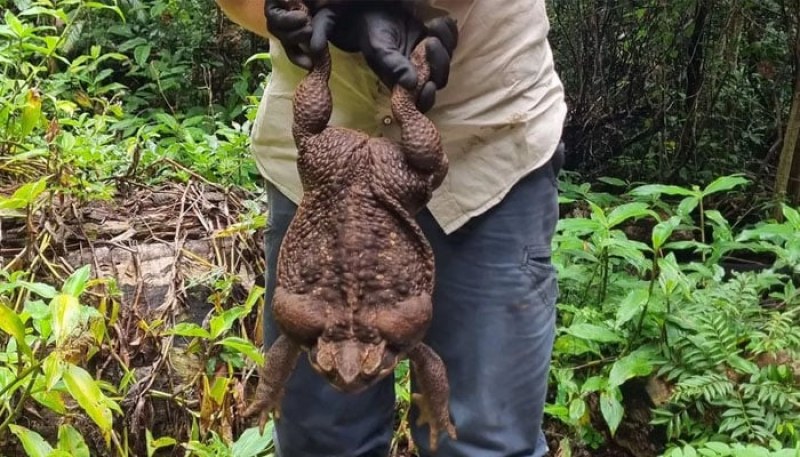 Огромна жаба, по-тежка от някои новородени човешки бебета, е открита