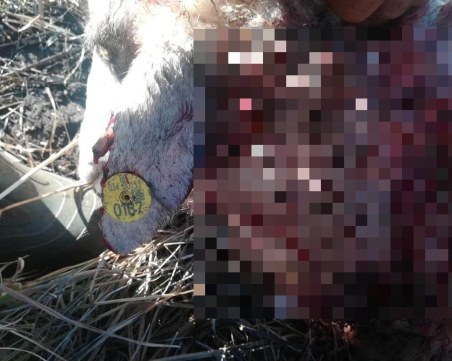 Вълк нападна мъж и добитъка му на оживено място в село от Родопската яка