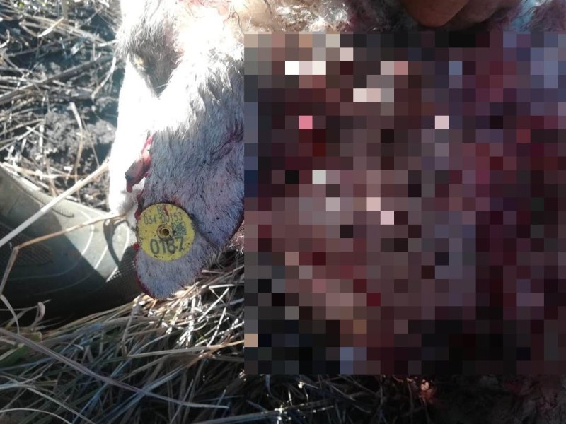 Вълк нападна мъж и добитъка му на оживено място в село от Родопската яка