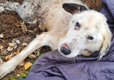 Историята на заклещено куче трогна хиляди души в мрежата Прочетете ощеМладият
