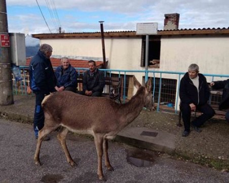 Кошута се разходи до магазина в девинско село