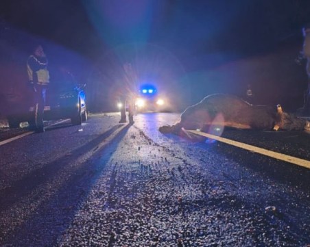 Пловдивски автомобил блъсна крава край Кърджали