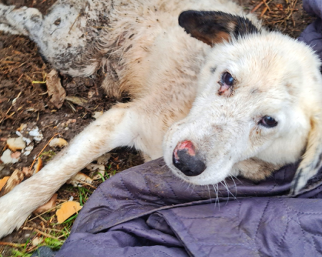 Спасиха куче, заклещено под телена ограда близо 20 дни