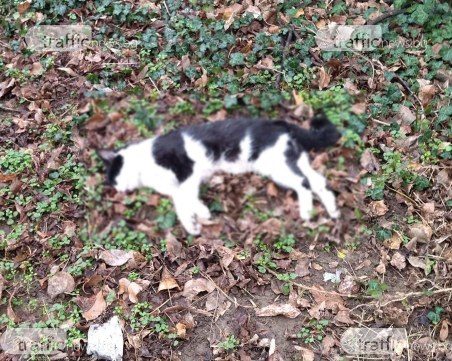 Трето улично коте в Прослав убито със сачми, пловдивчани подозират група тийнейджъри