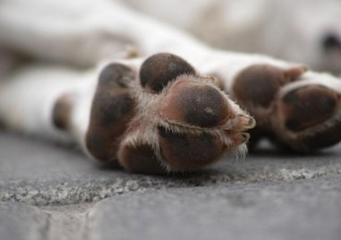 Полицията в Силистра задържа 59 годишен причинил смърт на животни съобщиха