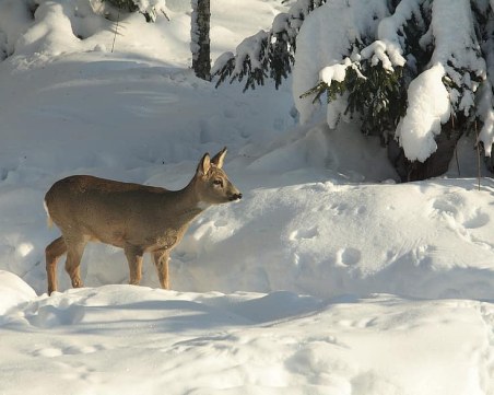 Пожарникари спасиха бедстваща сърна в Смолян