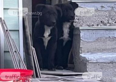 Пловдивчани са спасили две кученца на околовръстния път на Пловдив