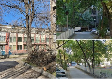 Премахват опасно дърво надвиснало до детска градина в Пловдив Това