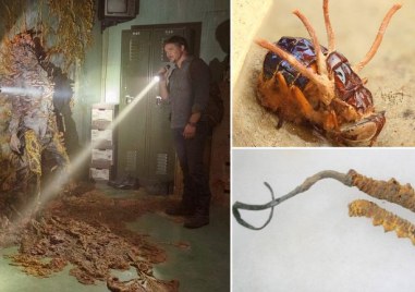 Апокалиптична пандемия но не от вирус а от гъбичка –