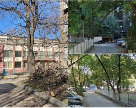След сигнал до TrafficNews: Премахват дърво, надвиснало до детска градина в Пловдив