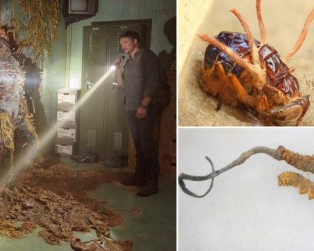 Възможна ли е наистина пандемия от кордисепс?