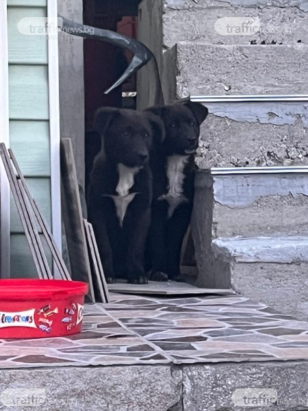 Пловдивчани спасиха две кученца на Околовръстното, търсят им нов дом