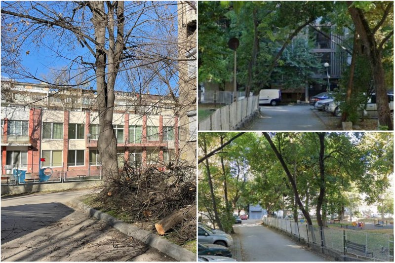 След сигнал до TrafficNews: Премахват дърво, надвиснало до детска градина в Пловдив