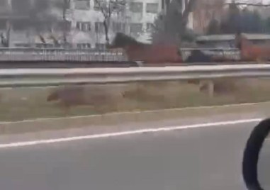 Три изпуснати коня препускат по натоварена пътна артерия край Пловдив
