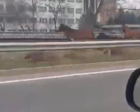 Предпоставка за инцидент! Коне препускат по Асеновградско шосе