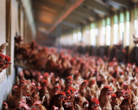 Умъртвяват 25 хиляди птици заради огнище на птичи грип