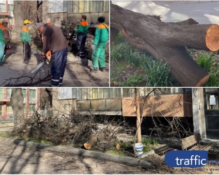 Премахнаха опасните дървета около мястото на инцидента на ул. „Богомил