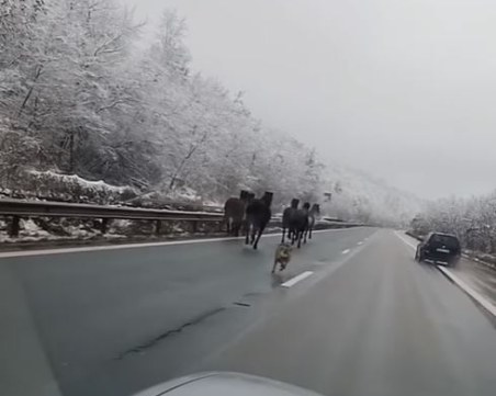 Коне, гонени от куче, препускат по магистрала „Хемус