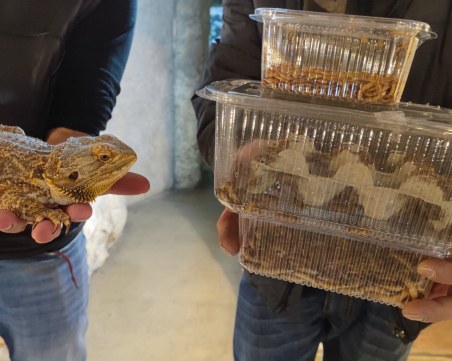 В Пловдив си нямаме зоопарк, но осиновяваме животинки в Природонаучния музей