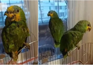 Папагалът Жоро който през пролетта избяга от къщи и близо