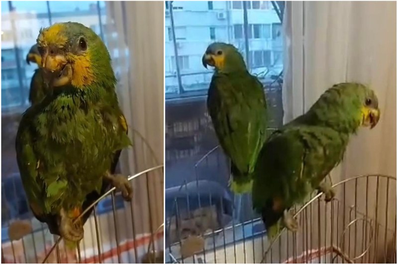 Папагалът Жоро се сбогува със свободата! Предаде се, премръзнал