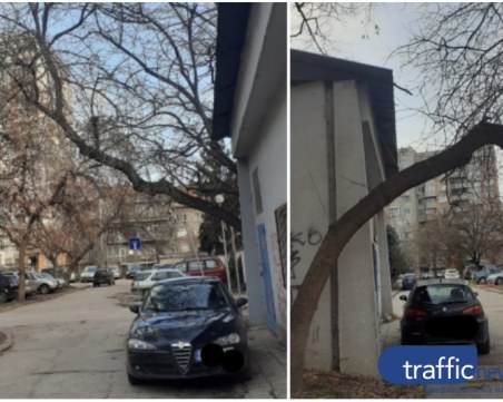 ОП „Градини и паркове”: Надвисналото дърво е здраво, постоянно следим състоянието му