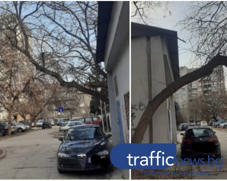 Въпреки сечта по ул. „Богомил”, опасни дървета в района продължават да притесняват жители