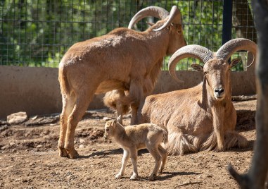 Няколко кози от зоопарка в Гуереро Мексико са били сготвени и сервирани