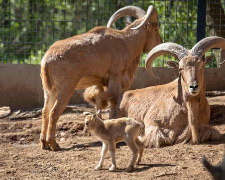 Директор на зоопарк е уволнен, след като екзотични кози били сготвени
