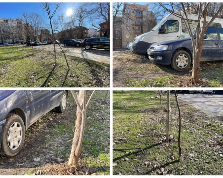 Добро дело с нещастен край: Деца засадиха дървета в Кючука, кола прекърши едно от тях