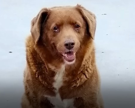 Най-старото куче в света е на 30 години