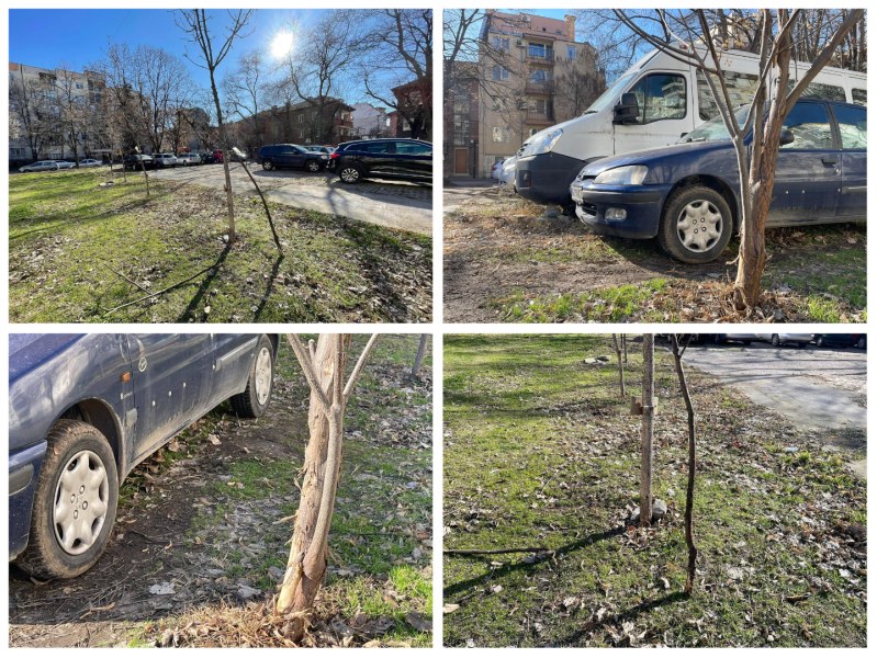 Добро дело с нещастен край: Деца засадиха дървета в Кючука, кола прекърши едно от тях