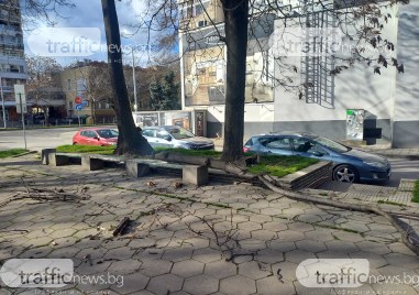 Пореден инцидент с паднал клон в Пловдив Този път случката