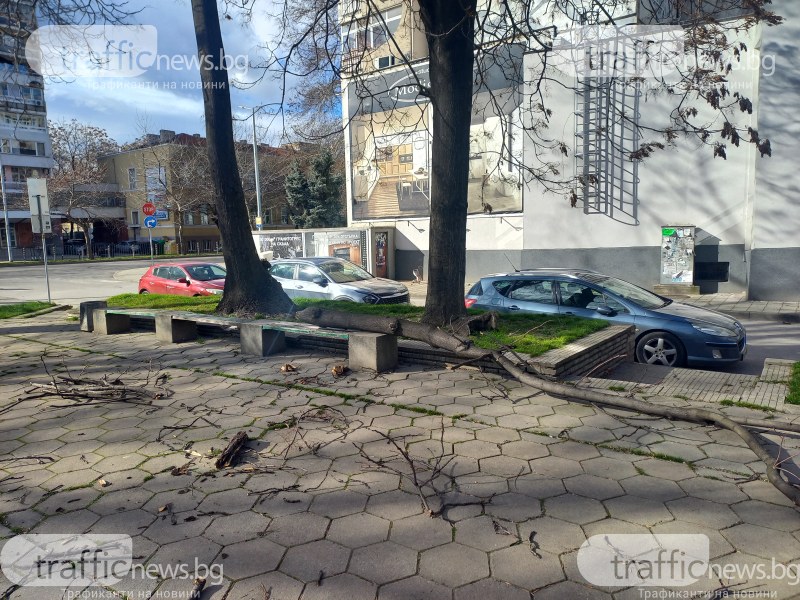 Голям клон се стовари на метри от детска площадка в центъра на Пловдив